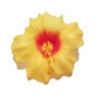 Hawaiian-Flower-Hair-Clip-Bundle-Assorted-Hibiscus-Hair-Clips-Pack-of-5-B0171HOOJM-3